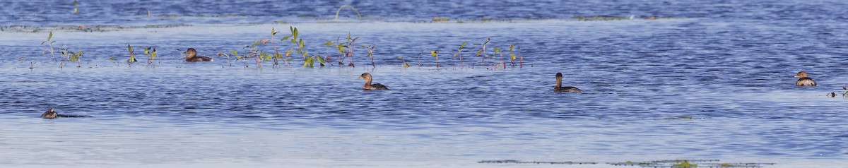 Pied-billed Grebe - ML624557919