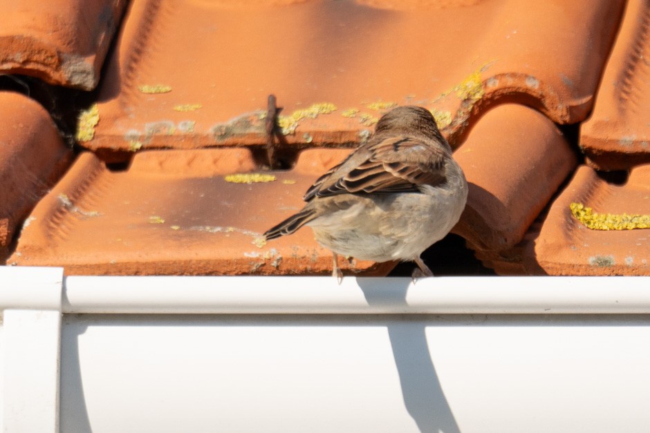 House Sparrow - Agnes De Brouwer