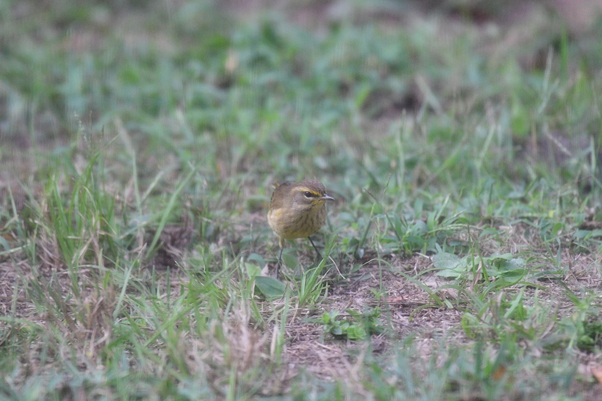 Palm Warbler - ML624557984