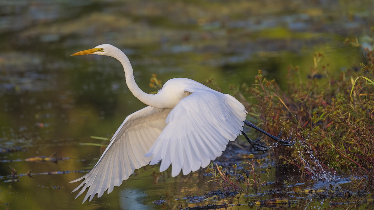 Grande Aigrette - ML624558007