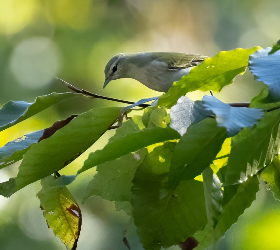 Tennessee Warbler - ML624558012