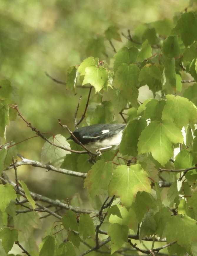 Black-throated Blue Warbler - ML624558016