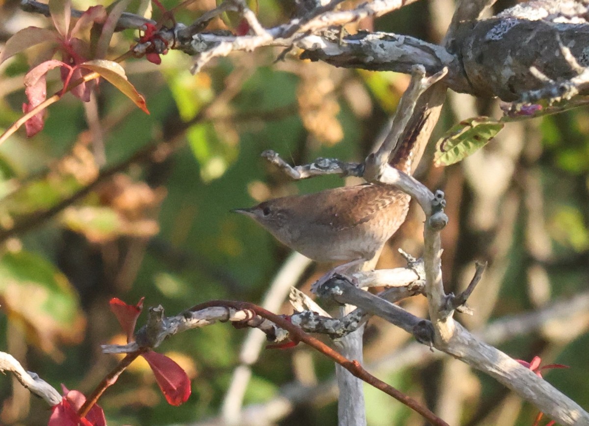 House Wren - Sea Williams