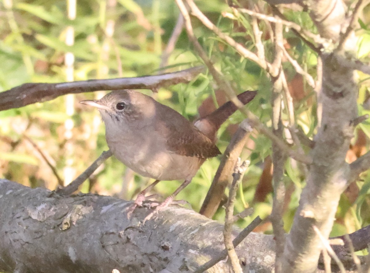 House Wren - ML624558019