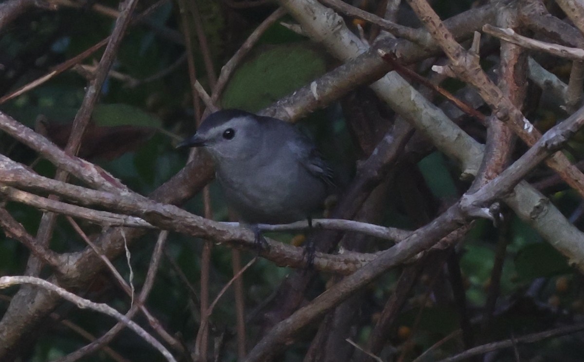 Gray Catbird - ML624558021