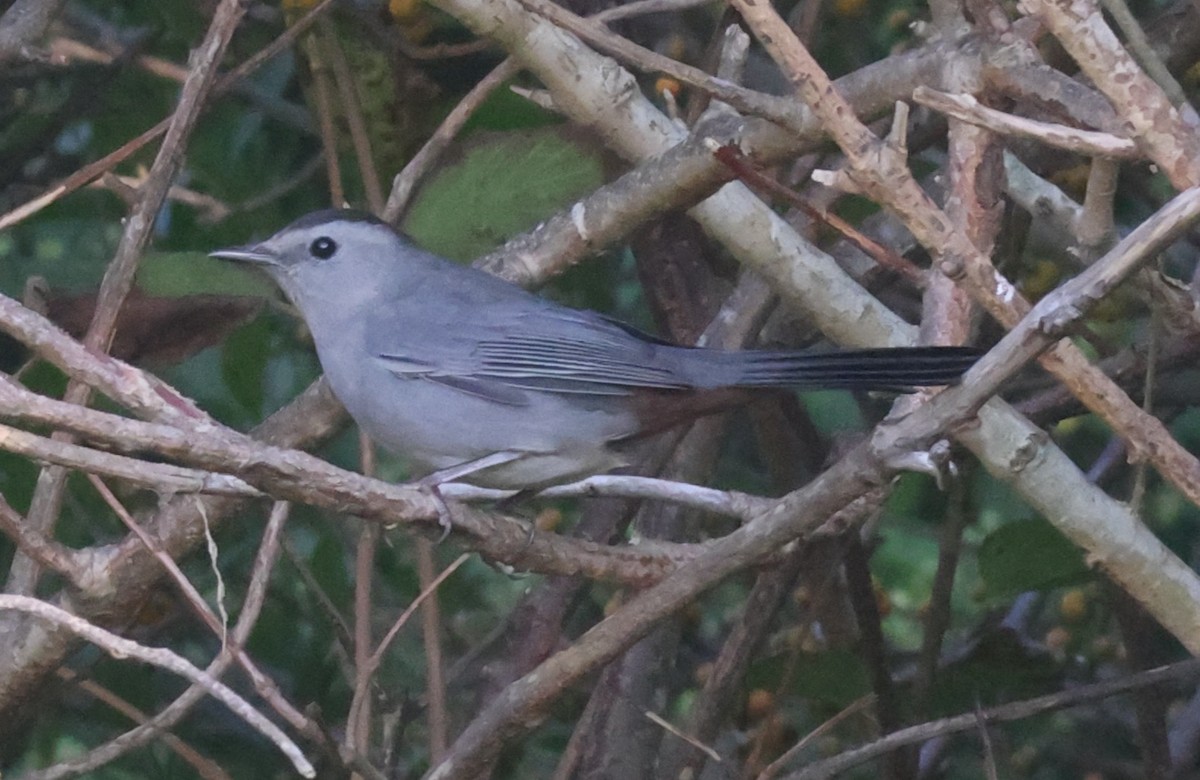 Gray Catbird - ML624558022