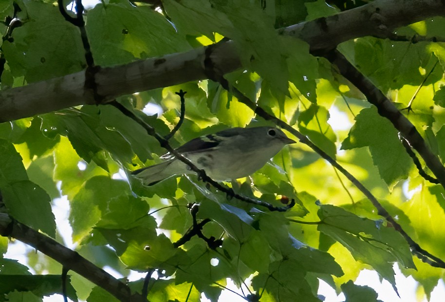 Chestnut-sided Warbler - ML624558023