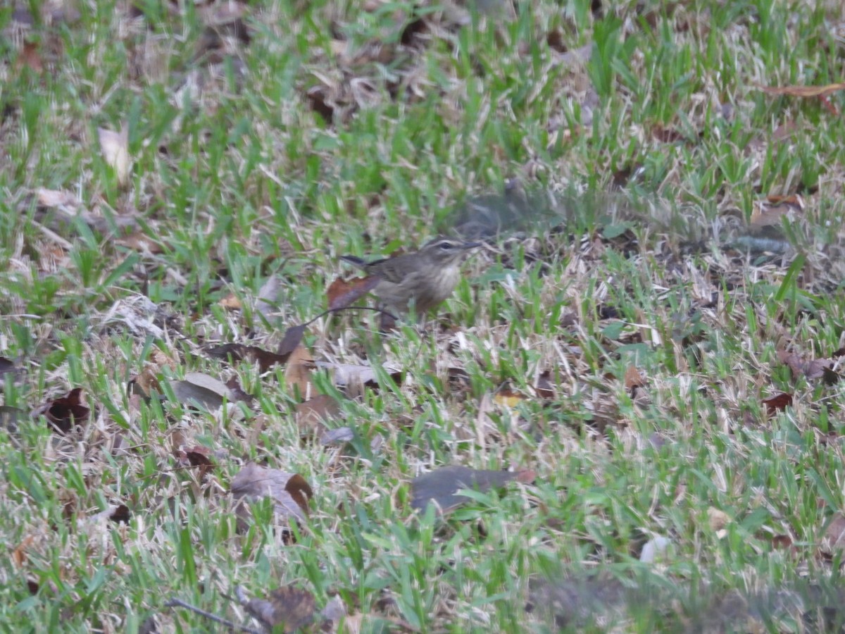 Paruline à couronne rousse - ML624558025