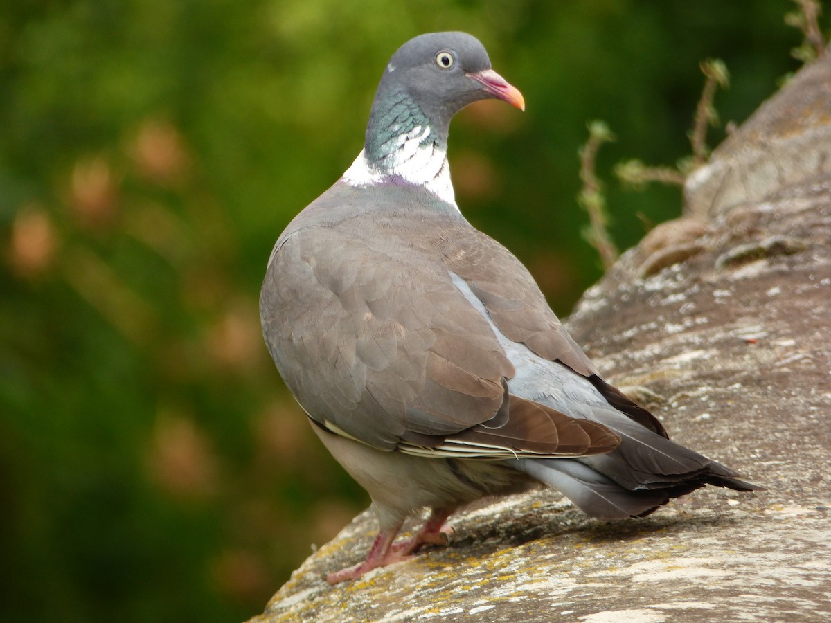 Common Wood-Pigeon - ML624558026