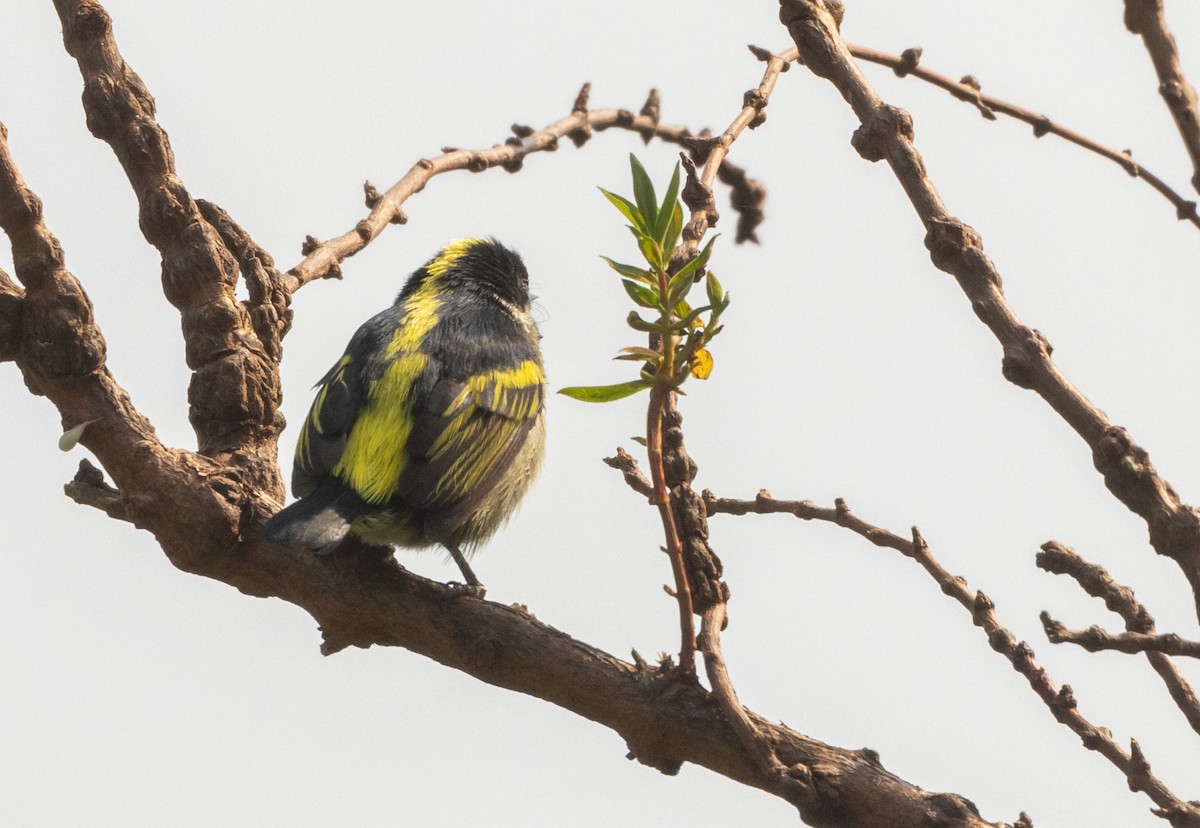 Western Tinkerbird - ML624558028