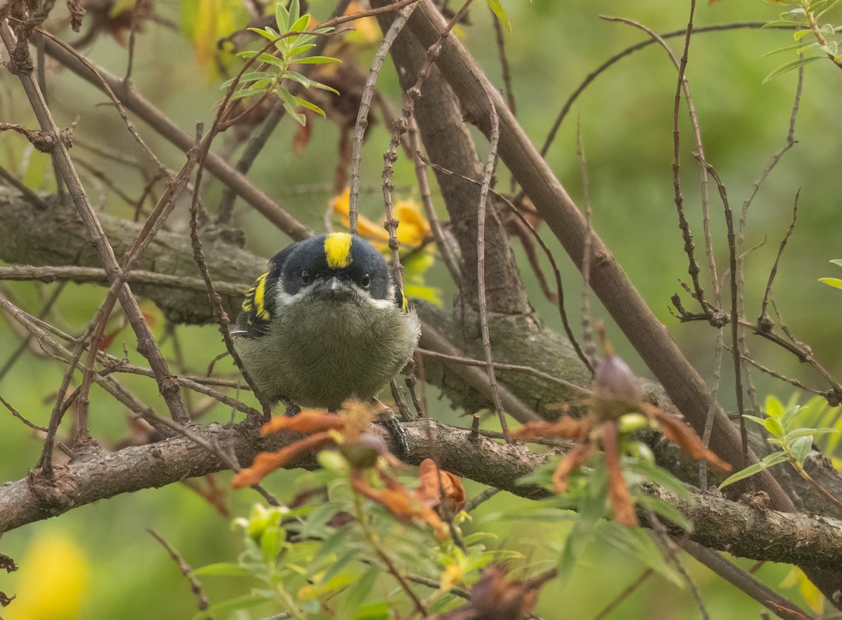 Western Tinkerbird - ML624558029