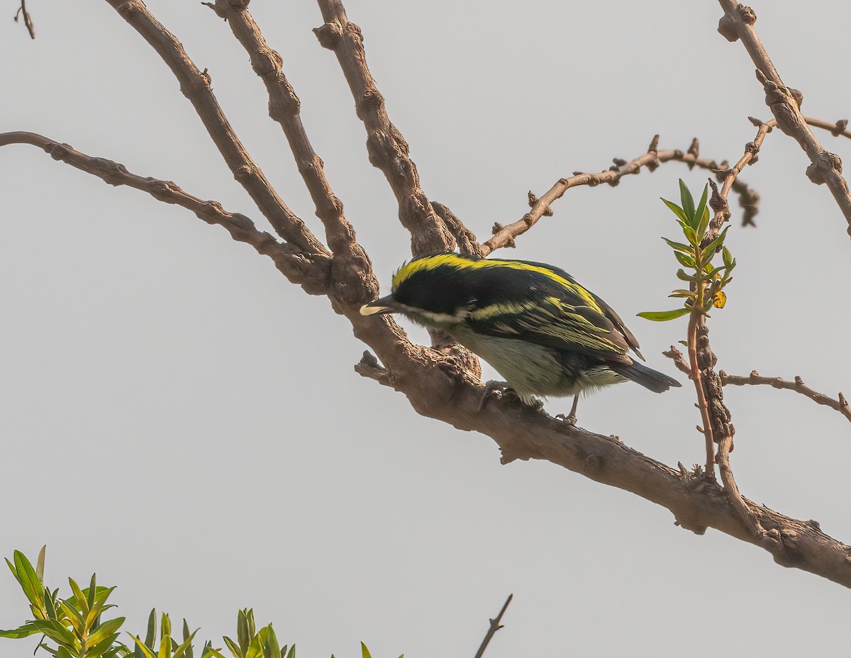 Western Tinkerbird - ML624558030