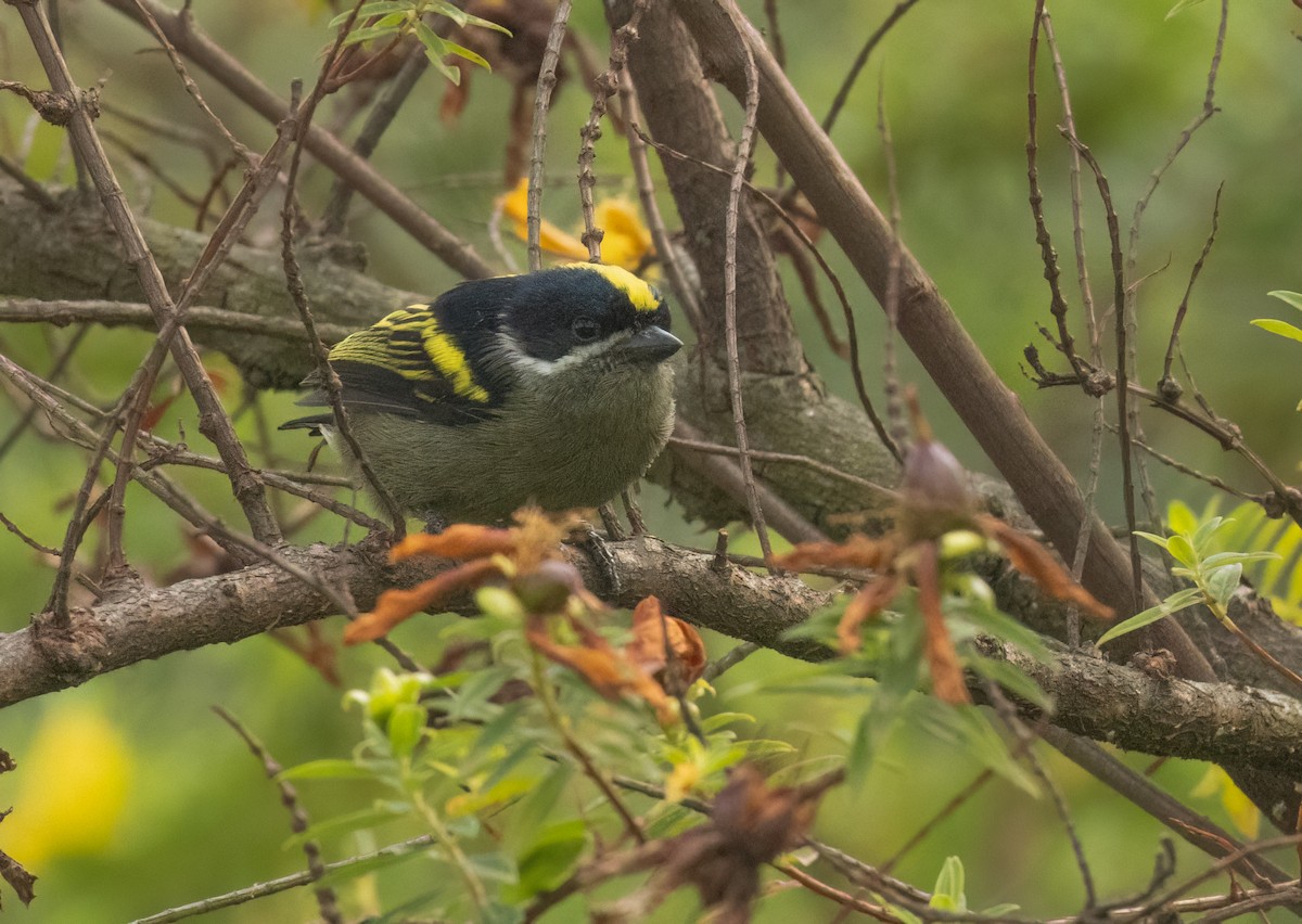 Western Tinkerbird - ML624558031