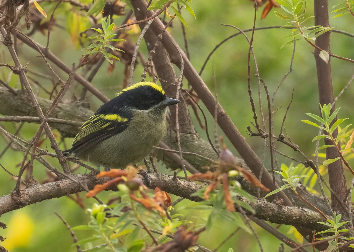 Western Tinkerbird - ML624558032