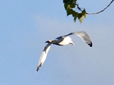 Yellow-legged Gull - ML624558034