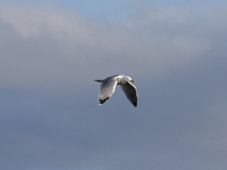 Yellow-legged Gull - ML624558035