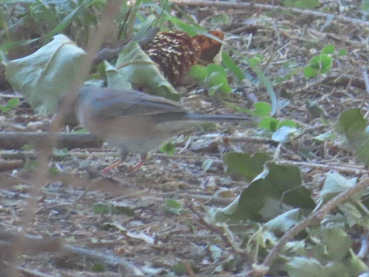 Junco ardoisé (mearnsi) - ML624558036