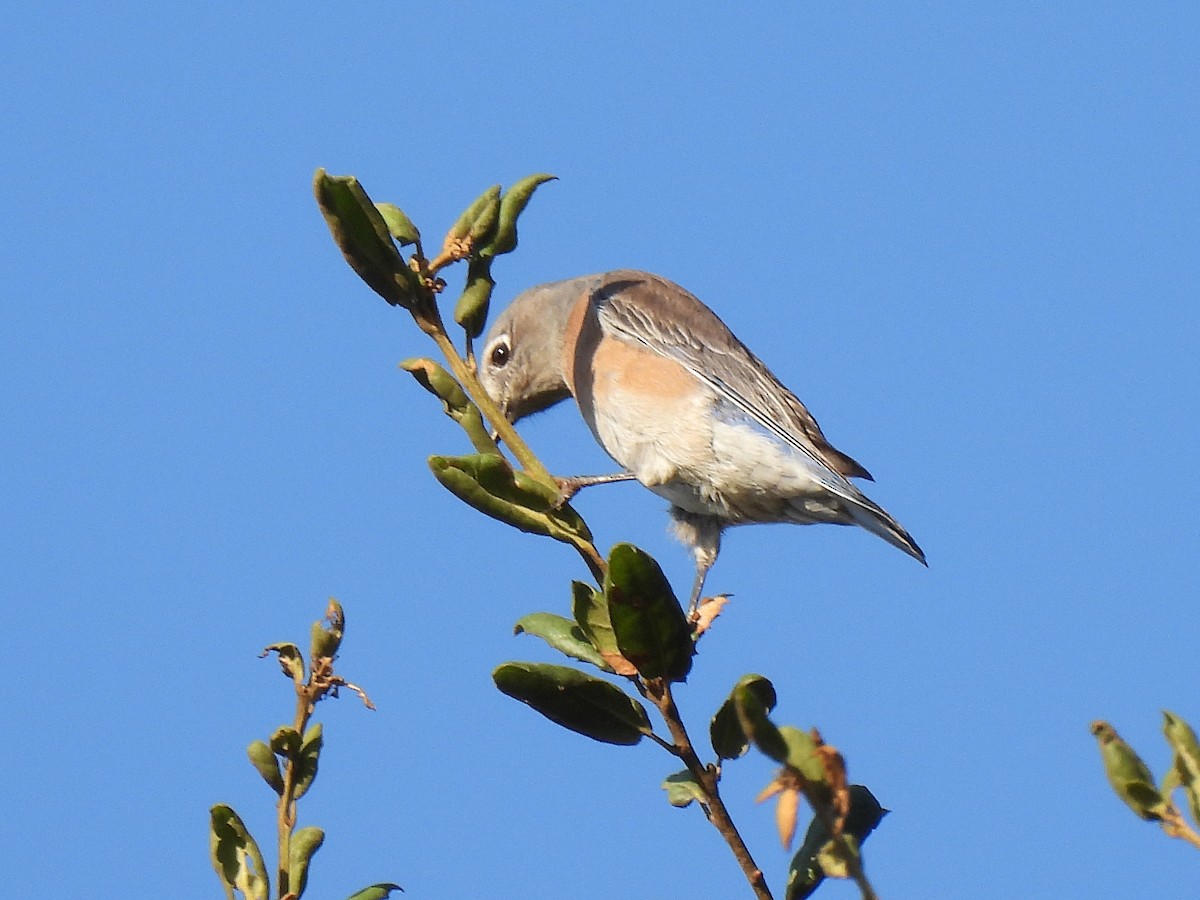 Western Bluebird - ML624558037