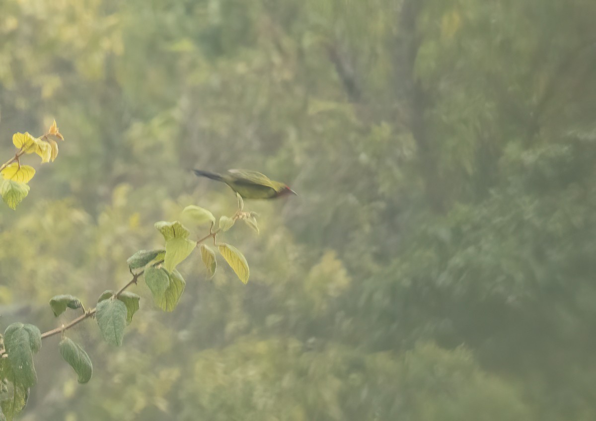 Doherty's Bushshrike - ML624558043