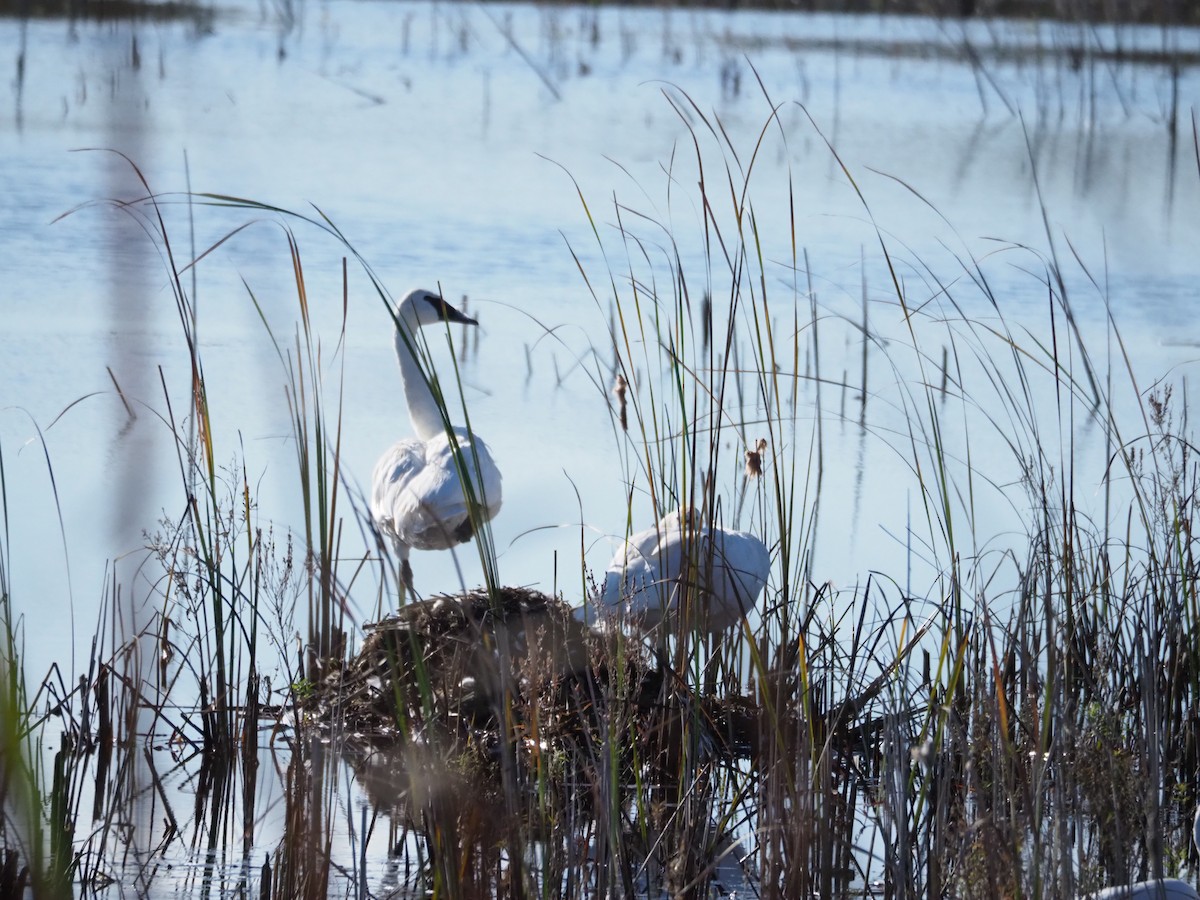 Trumpeter Swan - ML624558044