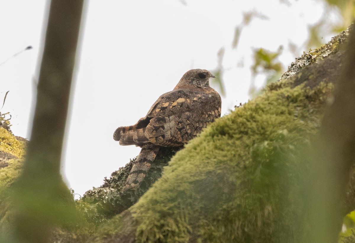 Montane Nightjar (Rwenzori) - ML624558058