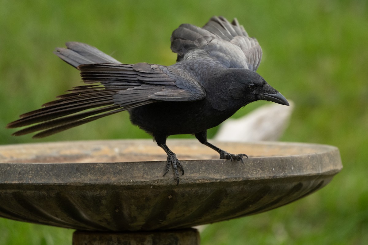 American Crow - ML624558061