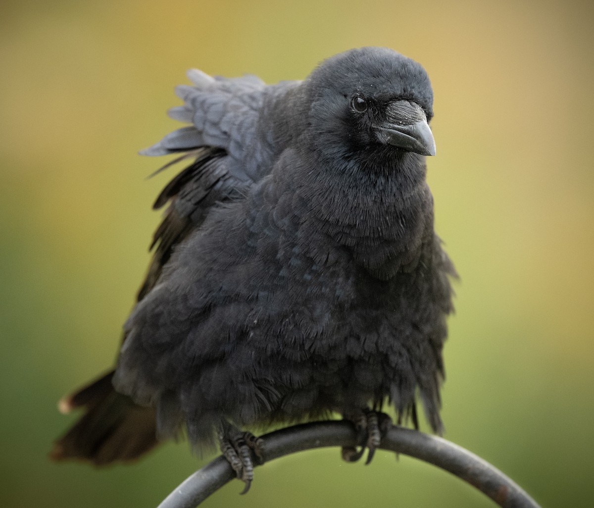 American Crow - ML624558062