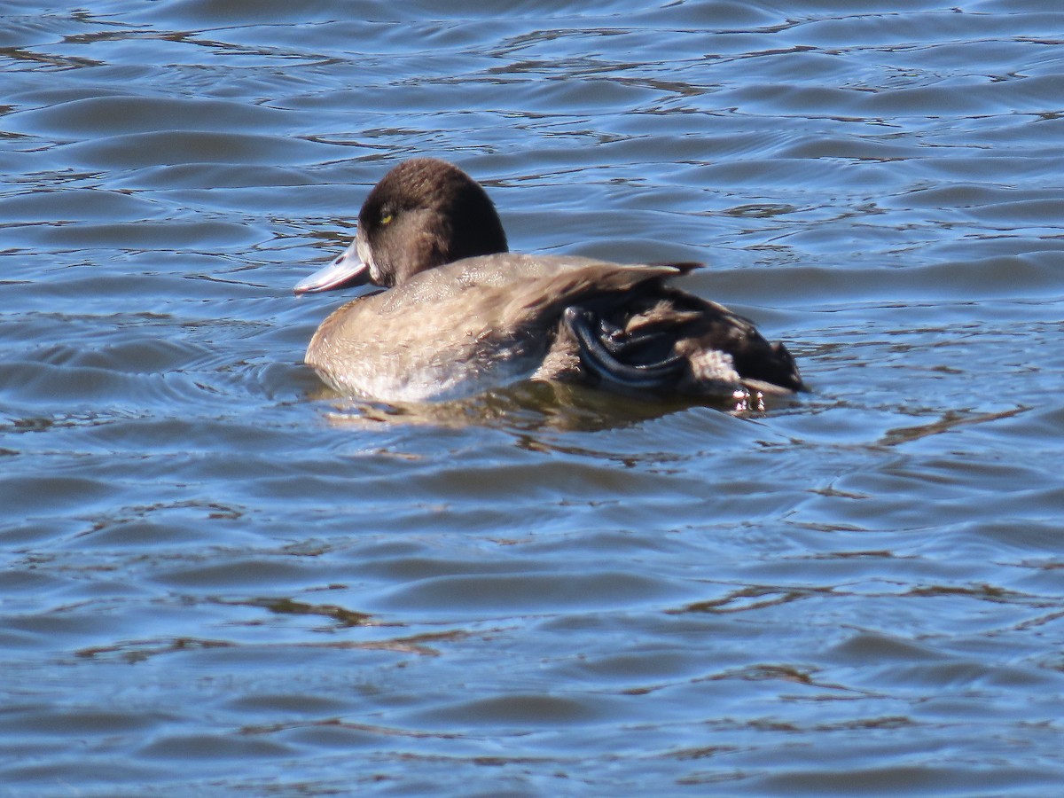 Lesser Scaup - ML624558063