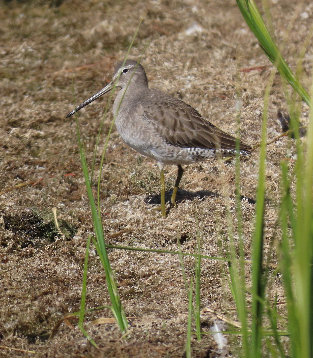 Long-billed Dowitcher - ML624558079