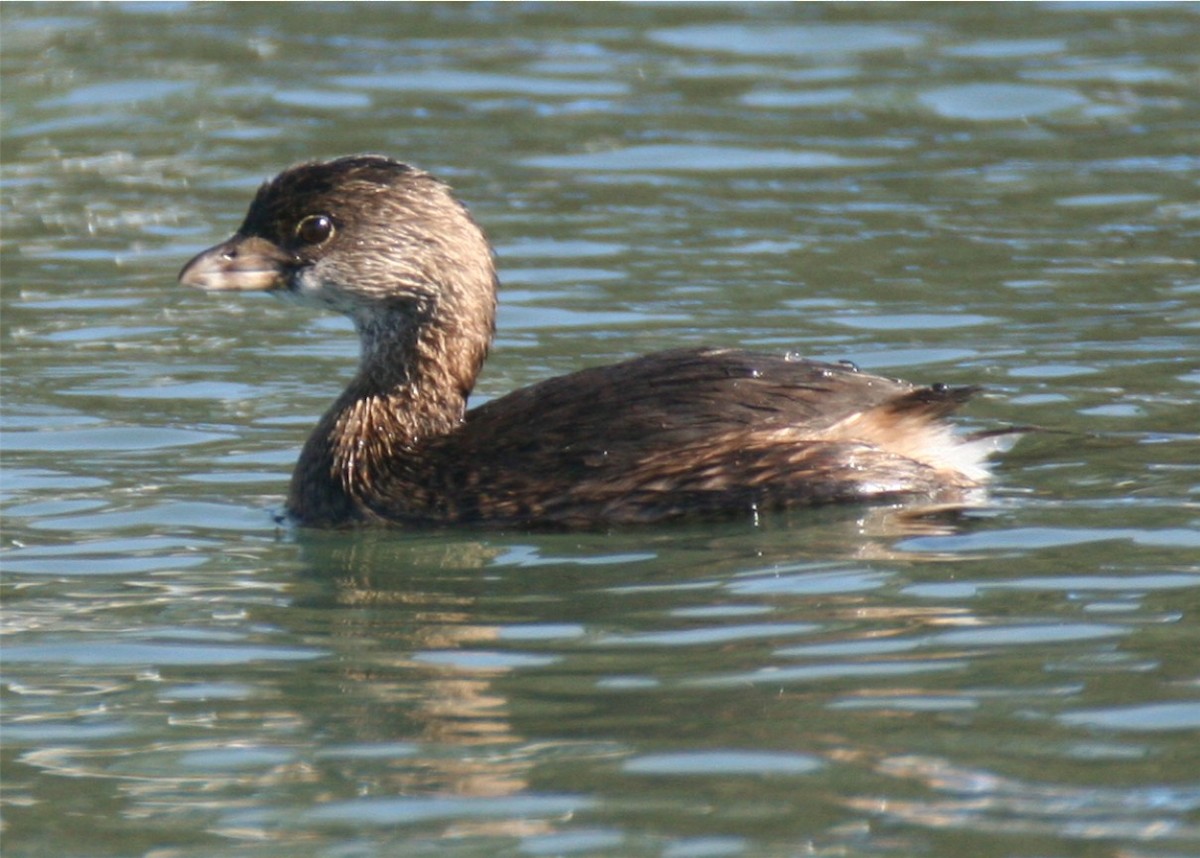 Pied-billed Grebe - Linda Dalton