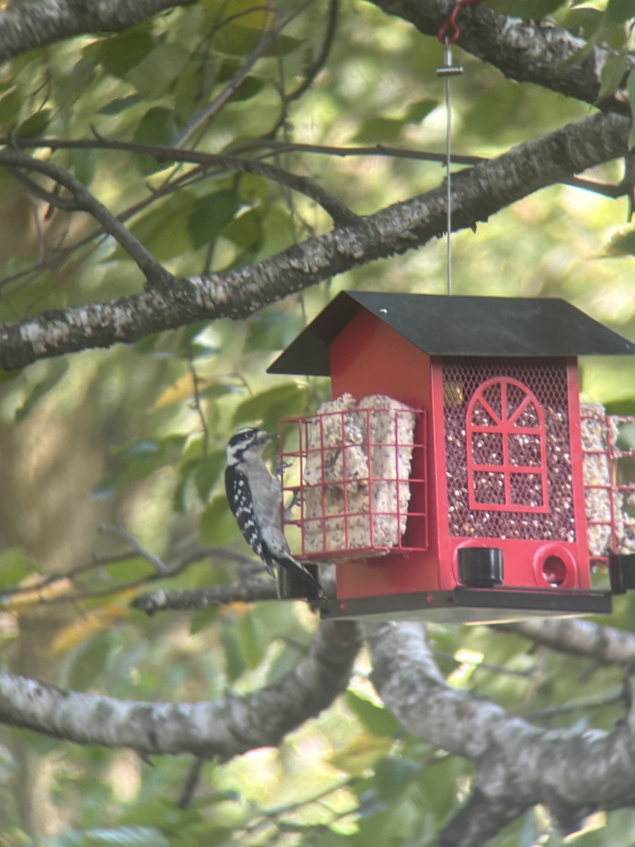 Downy Woodpecker - ML624558112