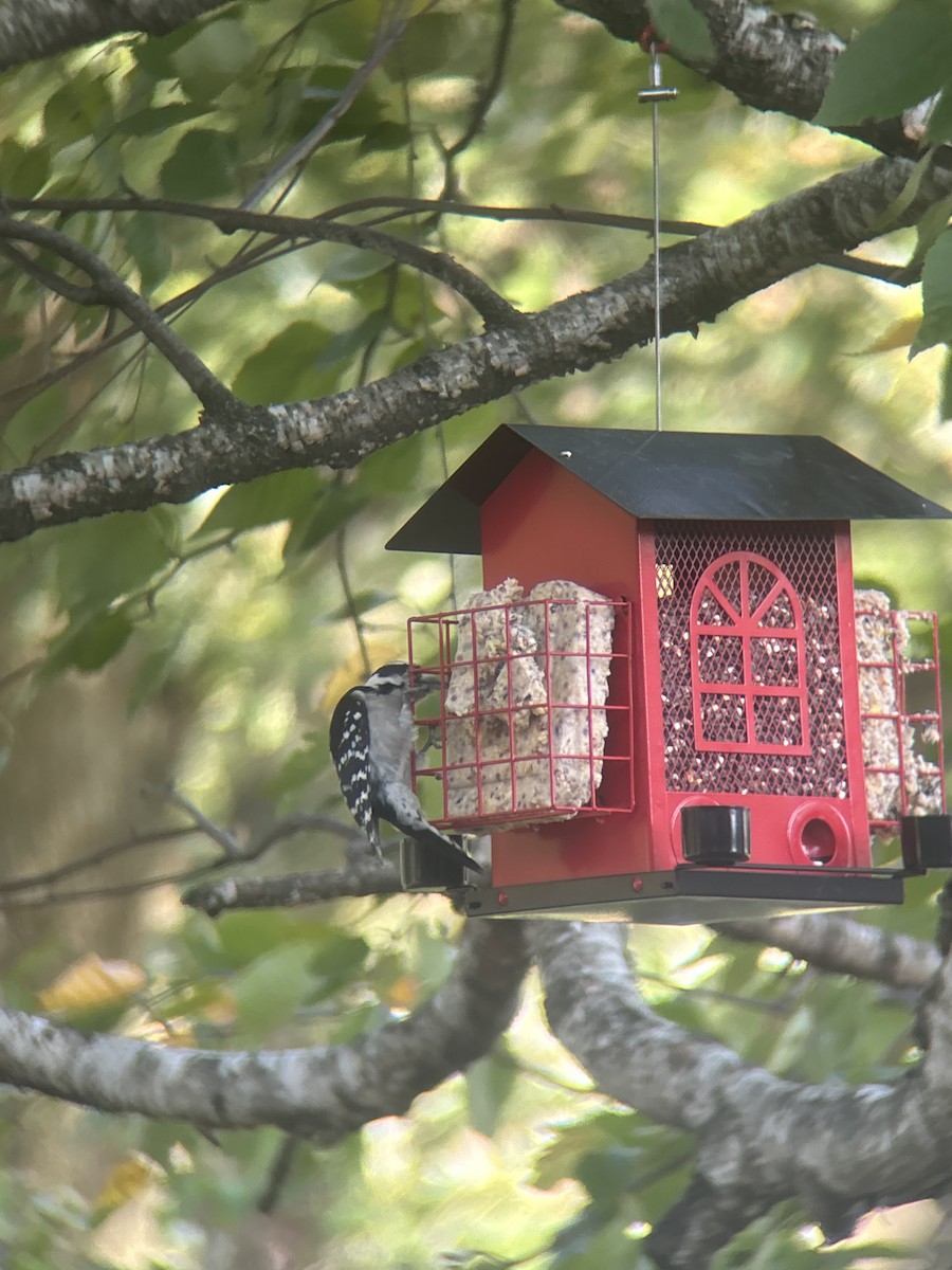 Downy Woodpecker - ML624558113