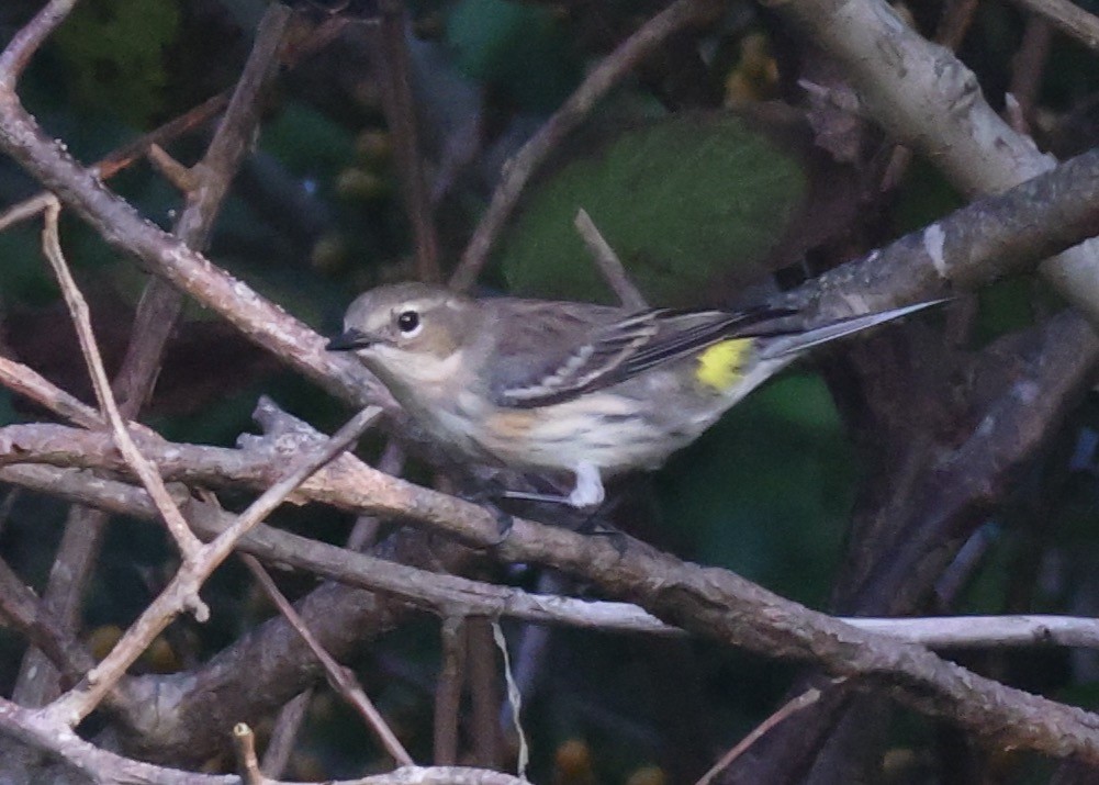 Yellow-rumped Warbler - ML624558122
