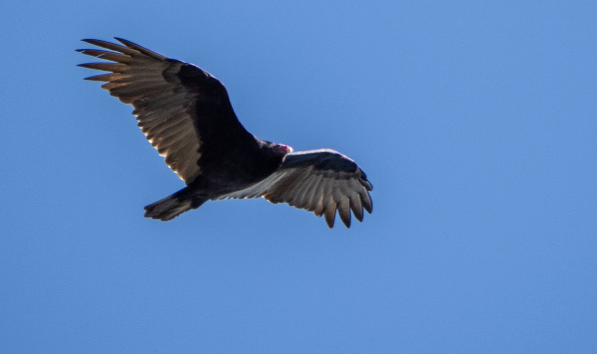 Turkey Vulture - ML624558134