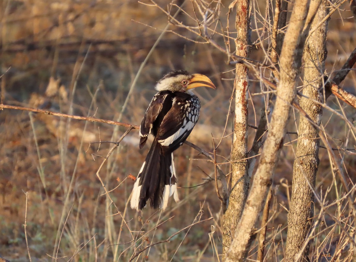 Southern Yellow-billed Hornbill - ML624558139