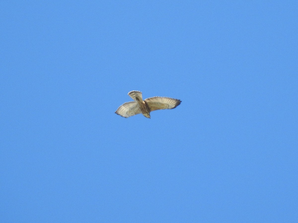 Broad-winged Hawk - Mike Ferguson