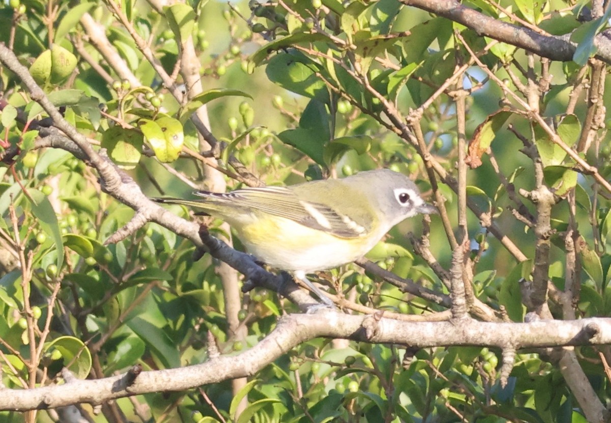 Blue-headed Vireo - ML624558152