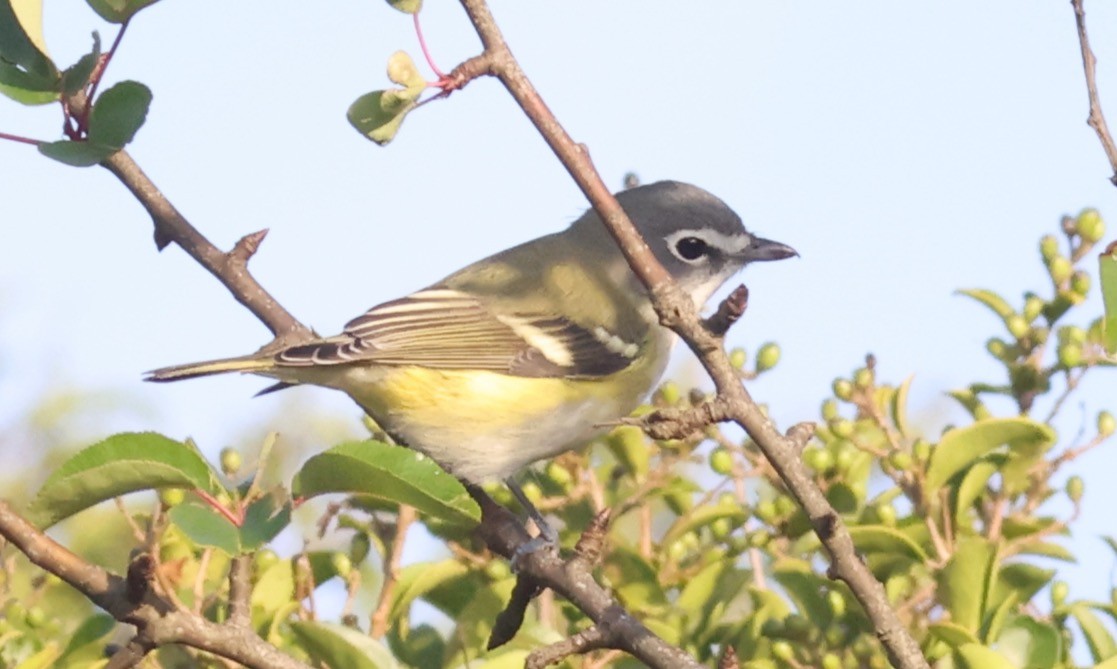 Blue-headed Vireo - ML624558153
