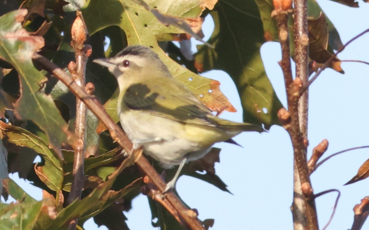 Red-eyed Vireo - ML624558154