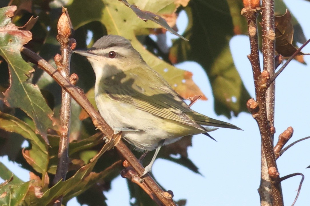 Red-eyed Vireo - ML624558155
