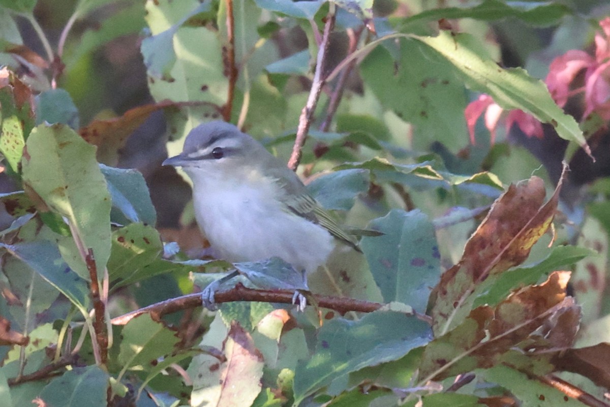 Red-eyed Vireo - ML624558156