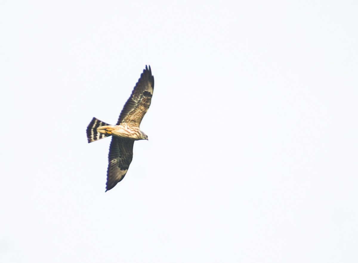 Mississippi Kite - ML624558157