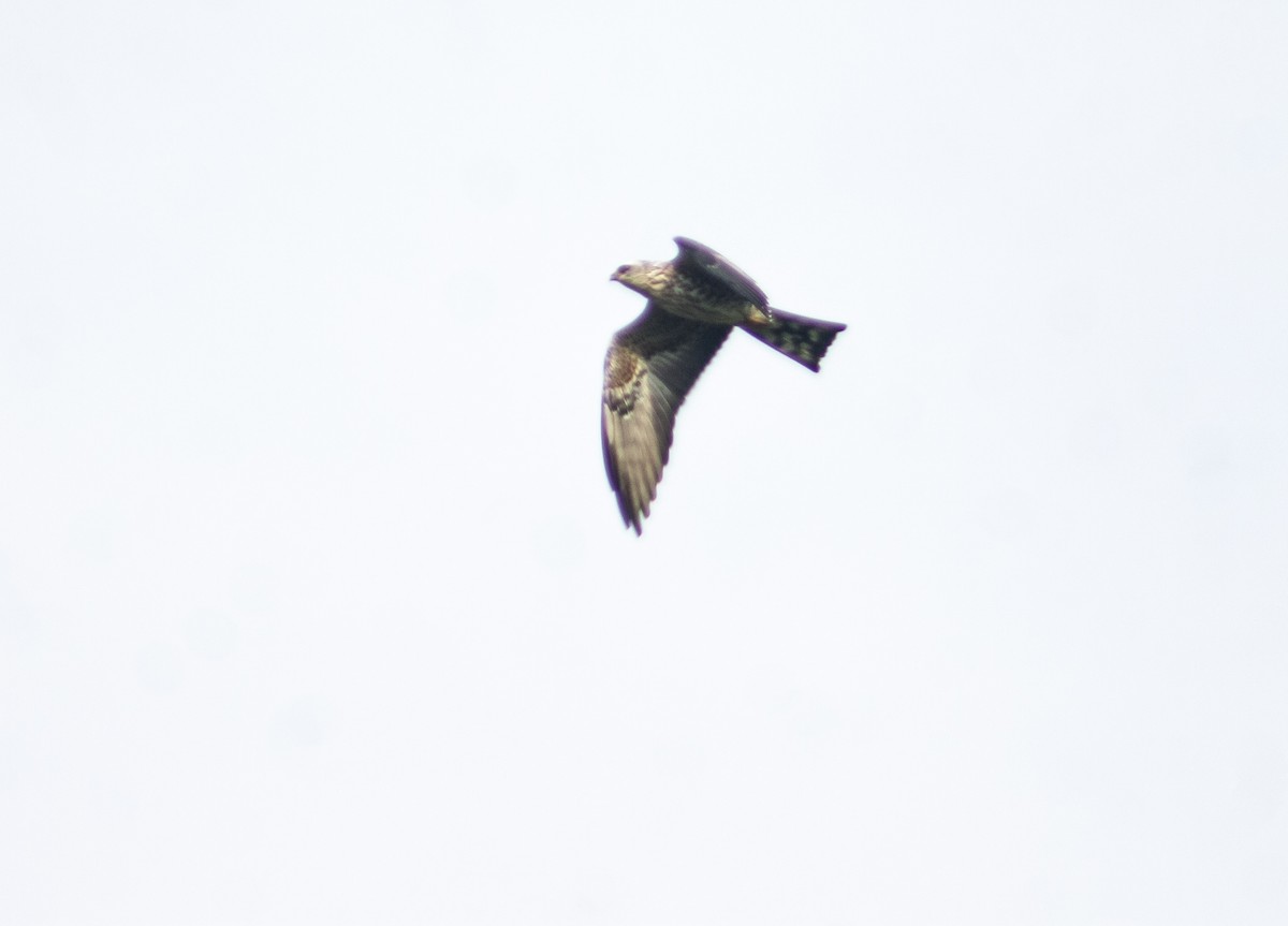 Mississippi Kite - ML624558158