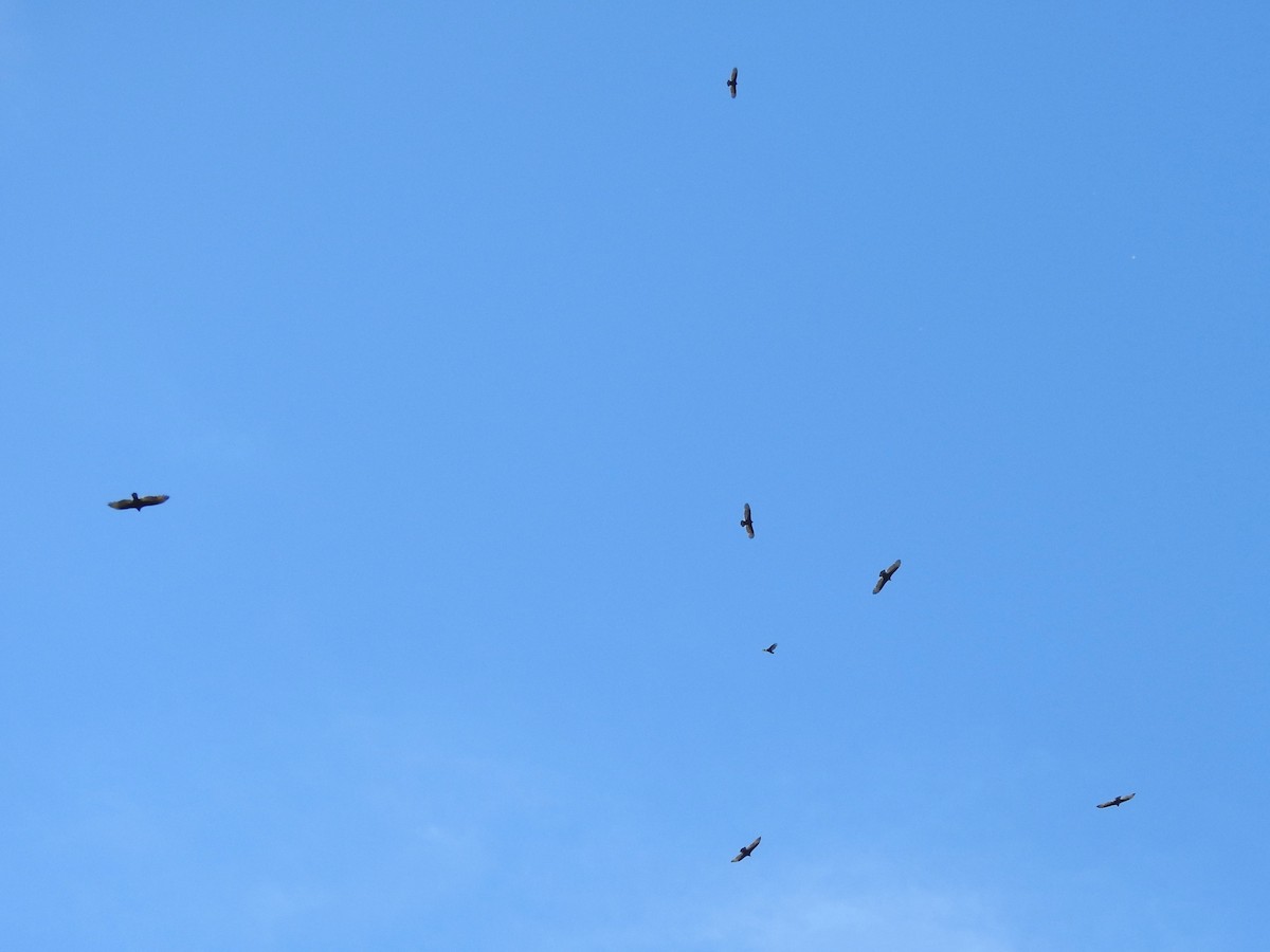 Turkey Vulture - ML624558162