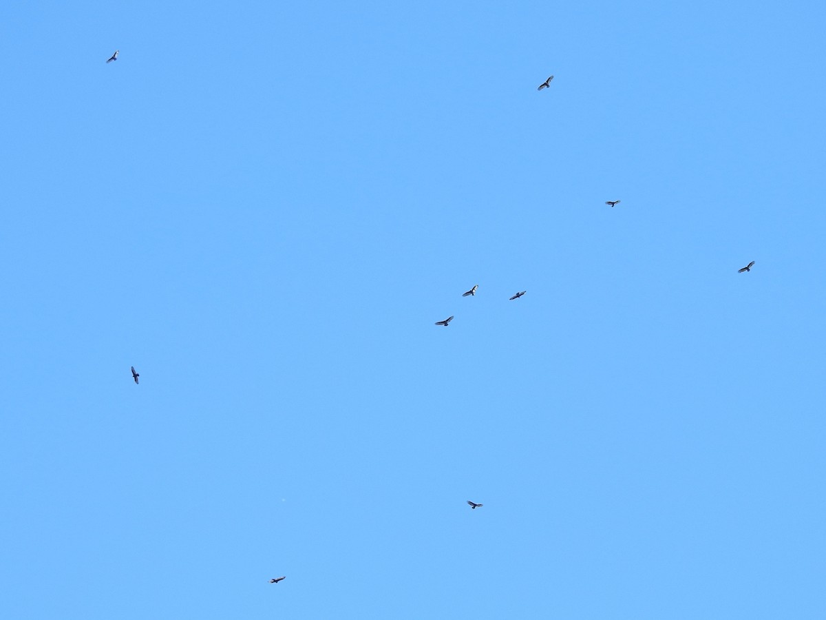 Turkey Vulture - ML624558163