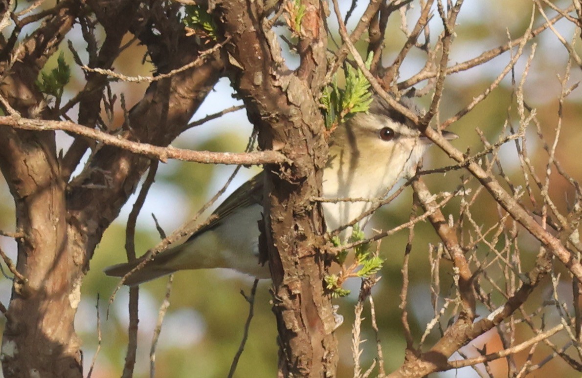 Red-eyed Vireo - ML624558199