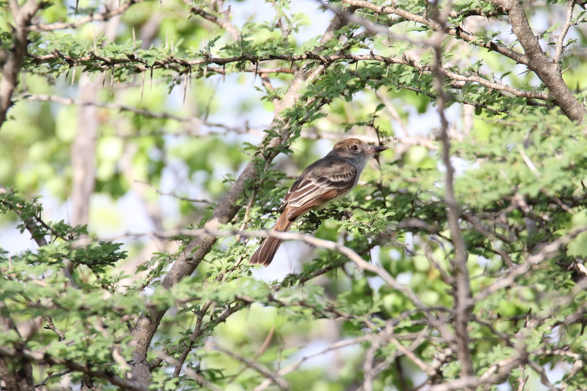 Brown-crested Flycatcher - ML624558222