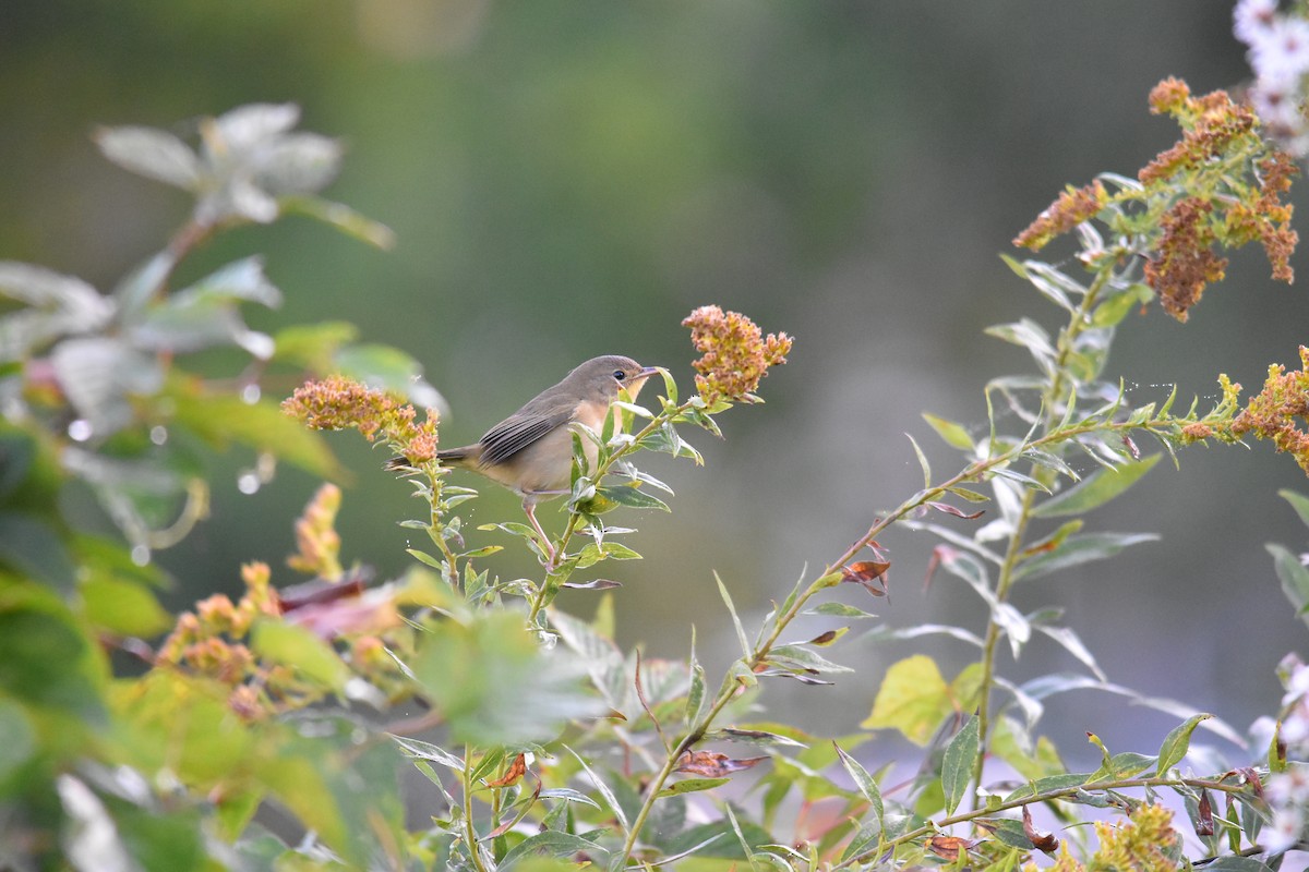 Common Yellowthroat - ML624558228