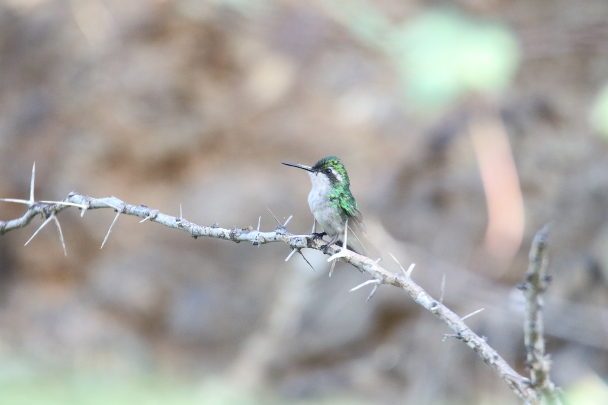 Blue-tailed Emerald - ML624558243