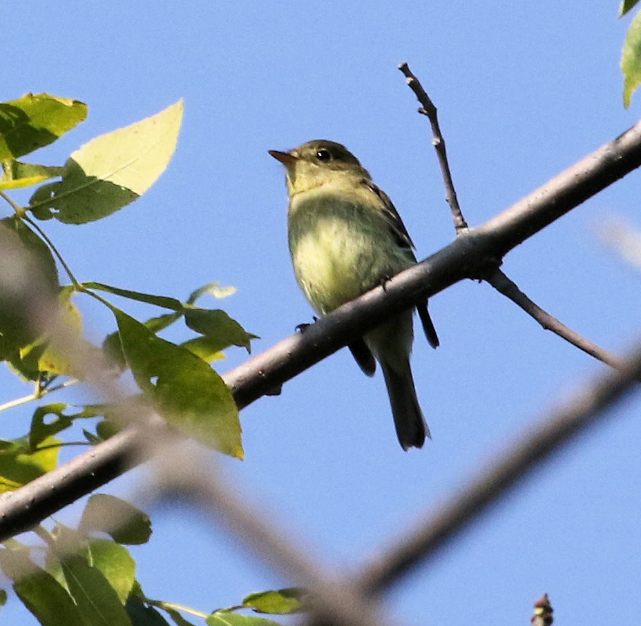 Піві-малюк сизий - ML624558285